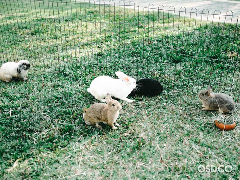 กระต่ายวิ่งเล่นในสวน