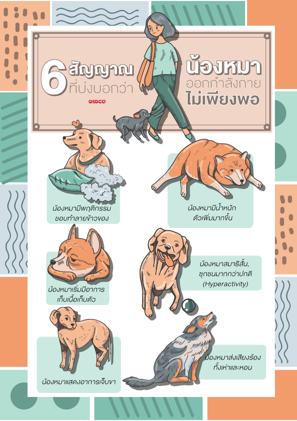 6 สัญญาณที่บ่งบอกว่าน้องหมาออกกำลังกายไม่เพียงพอ 