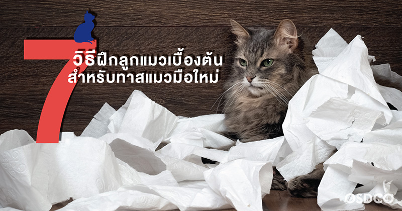 7 วิธีฝึกลูกแมวเบื้องต้น สำหรับทาสแมวมือใหม่