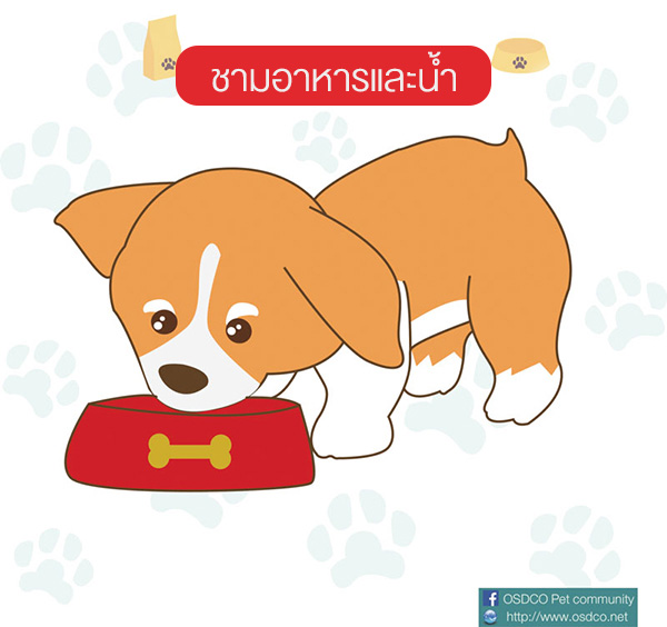 ชามอาหารและน้ำ (Food and water bowl) 