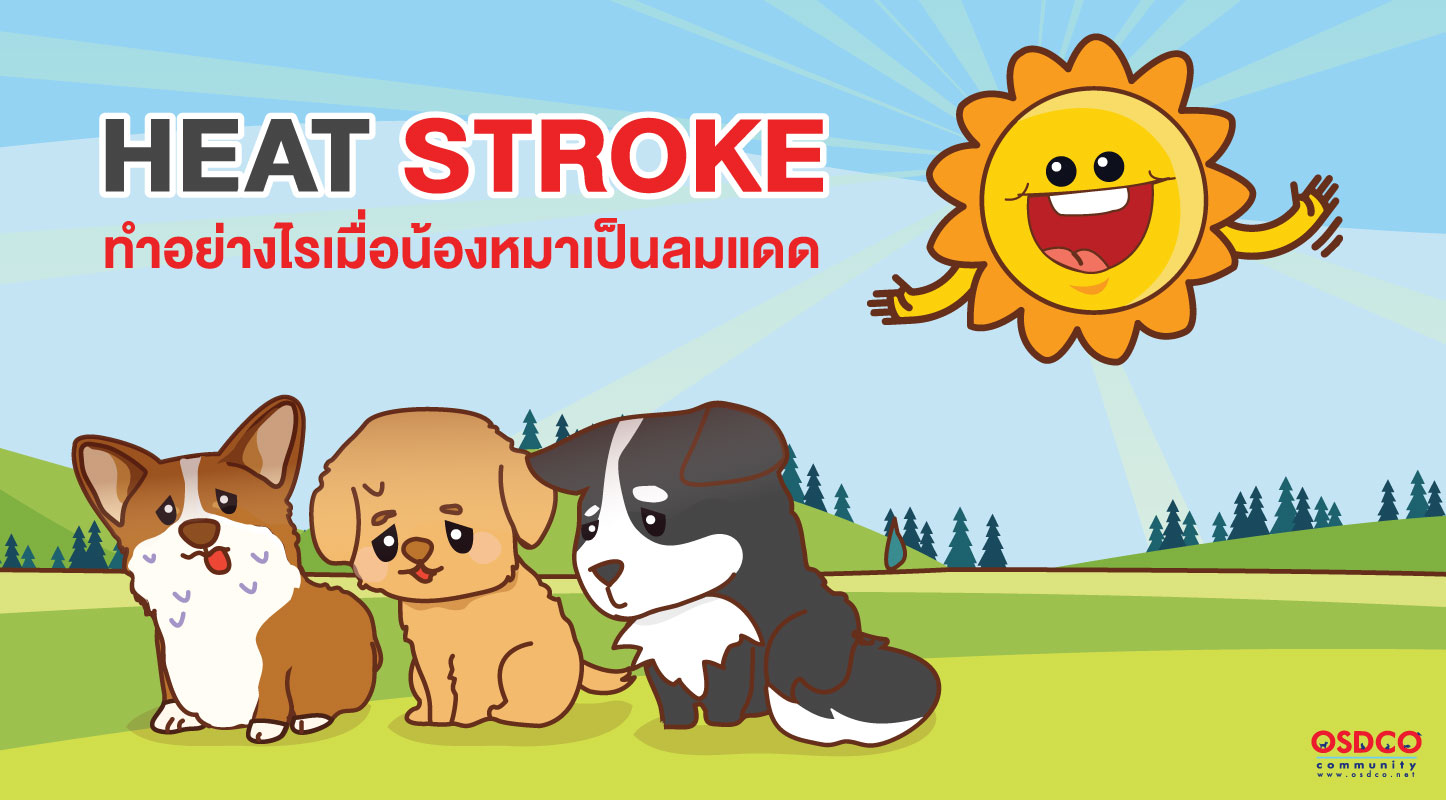 Heat stroke - เมื่อสัตว์เลี้ยงเป็นลมแดด วิธีจัดการกับภัยร้ายที่มากับอากาศร้อน