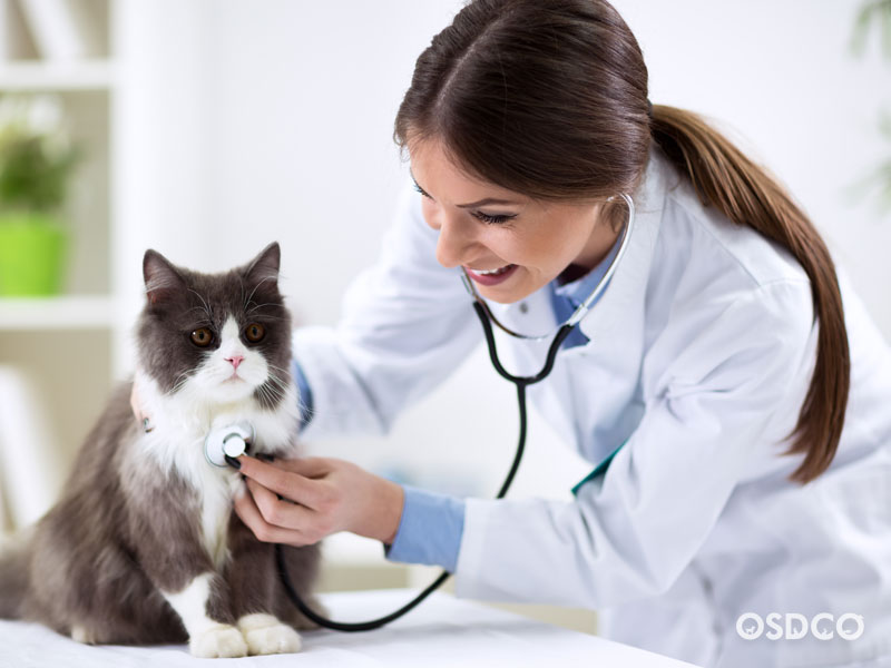 ภาพสัตวแพทย์กำลังตรวจร่างกายแมว 