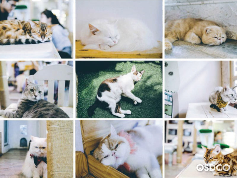 น้องแมว - Caturday cat cafe