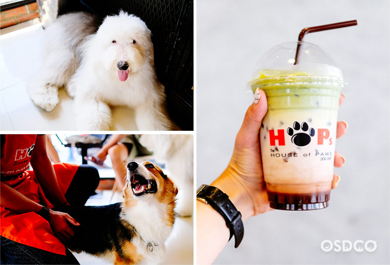 Hops dog cafe : Moody green 