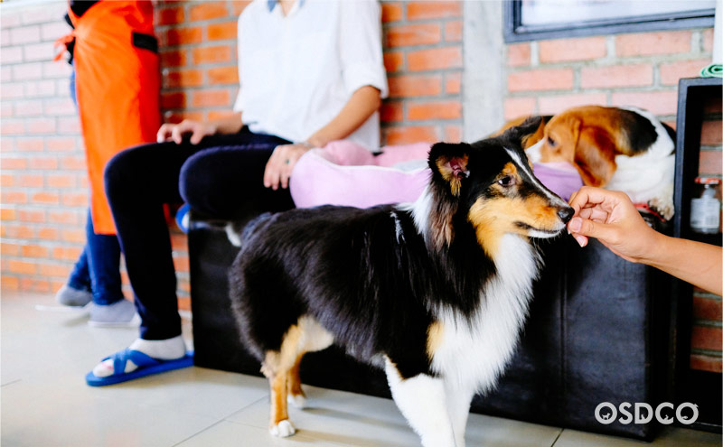 น้องริชชี่ พันธุ์ Shetland sheepdog