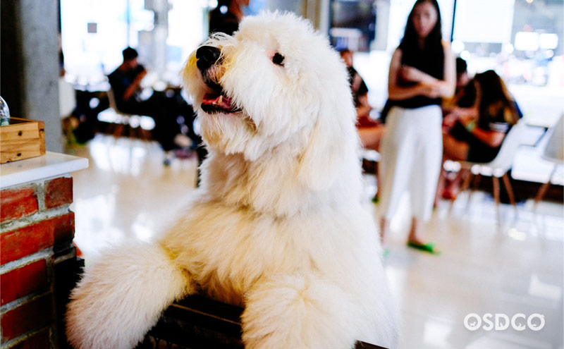 Jacob พันธุ์ Old English sheep dog