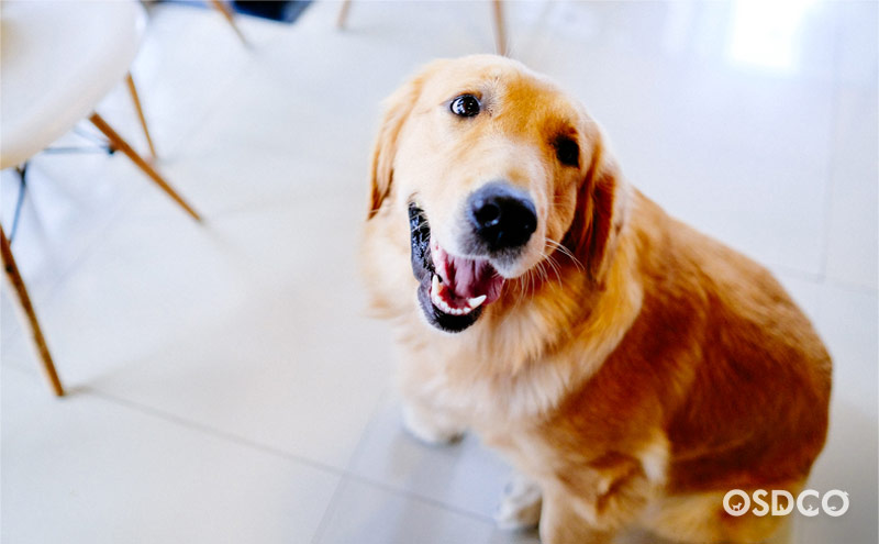 เดซี่ พันธุ์ Golden retriever