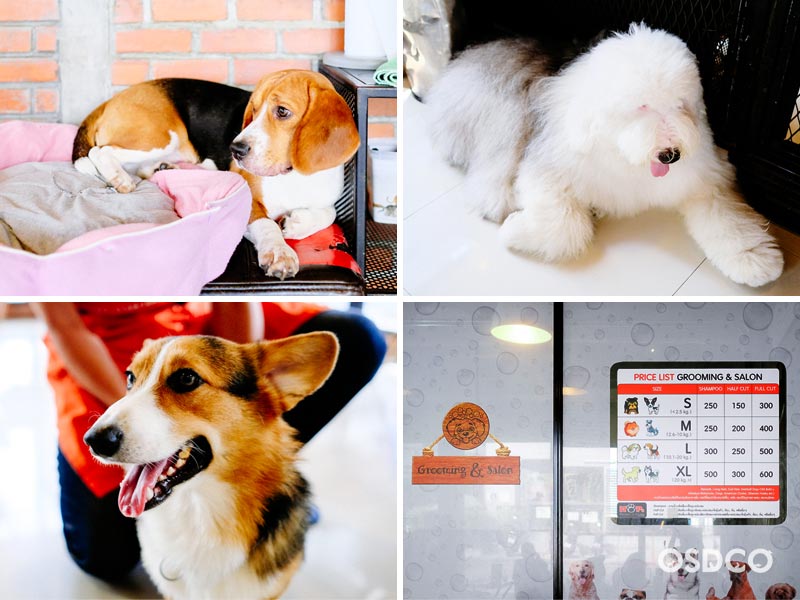 Hops dog cafe พบกับเหล่าน้องหมาใจกลางสยามสแควร์