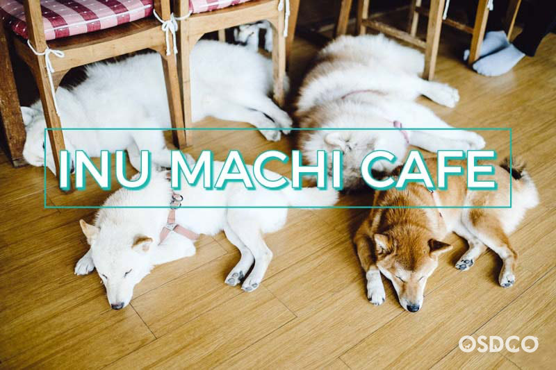Inu Machi Cafe คาเฟ่น้องชิบะและไซบีเรียน