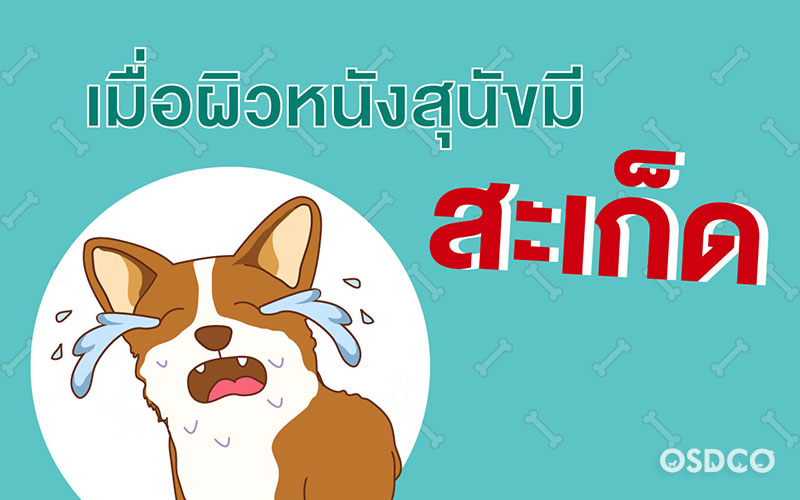 เมื่อผิวหนังของสัตว์เลี้ยงมีสะเก็ด