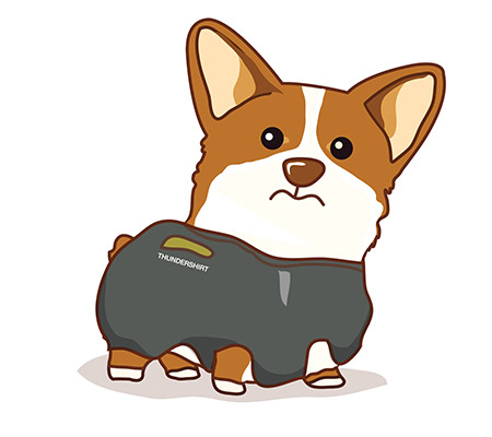 ใส่ Thundershirt เสริมความมั่นใจ