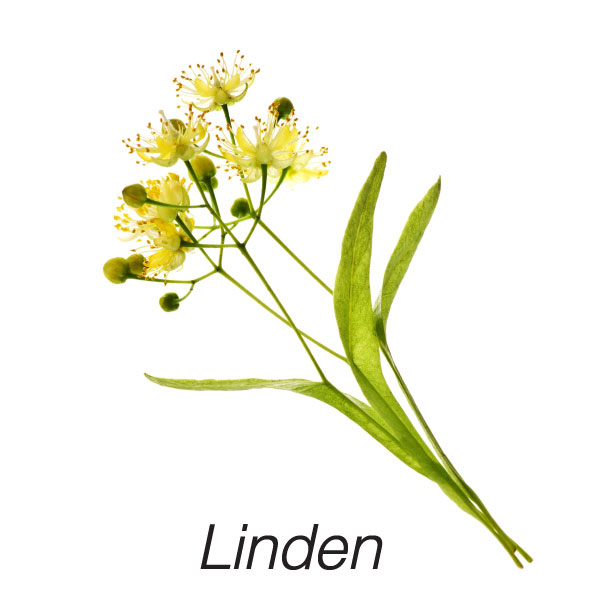 Linden