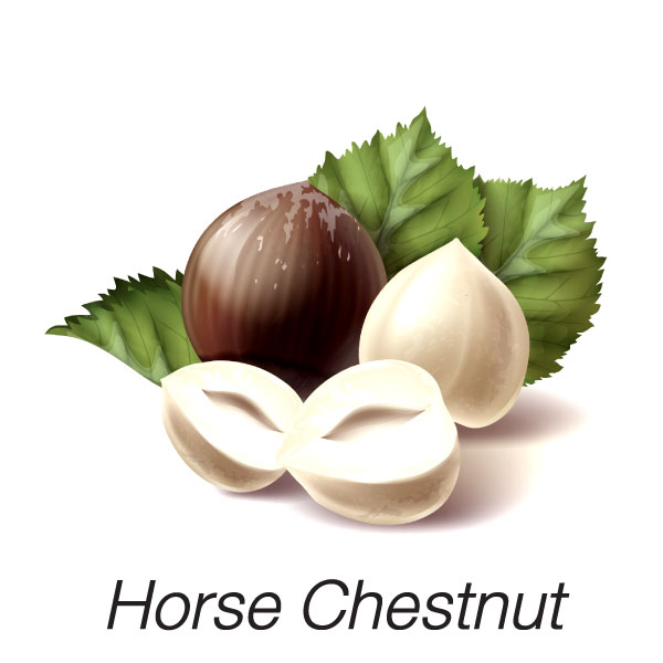 Horse Chestnut 