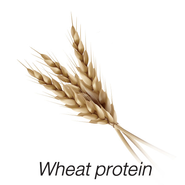 Wheat Protein