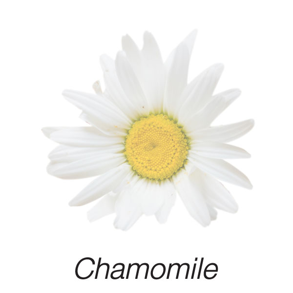 Chamomile