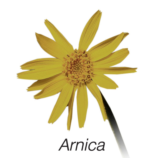 Arnica