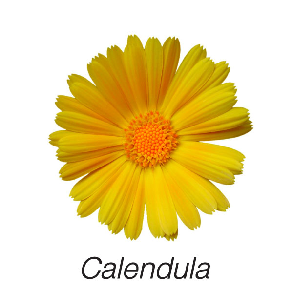 Calendula