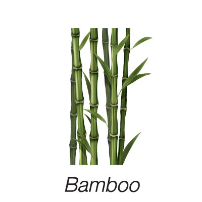 Bamboo