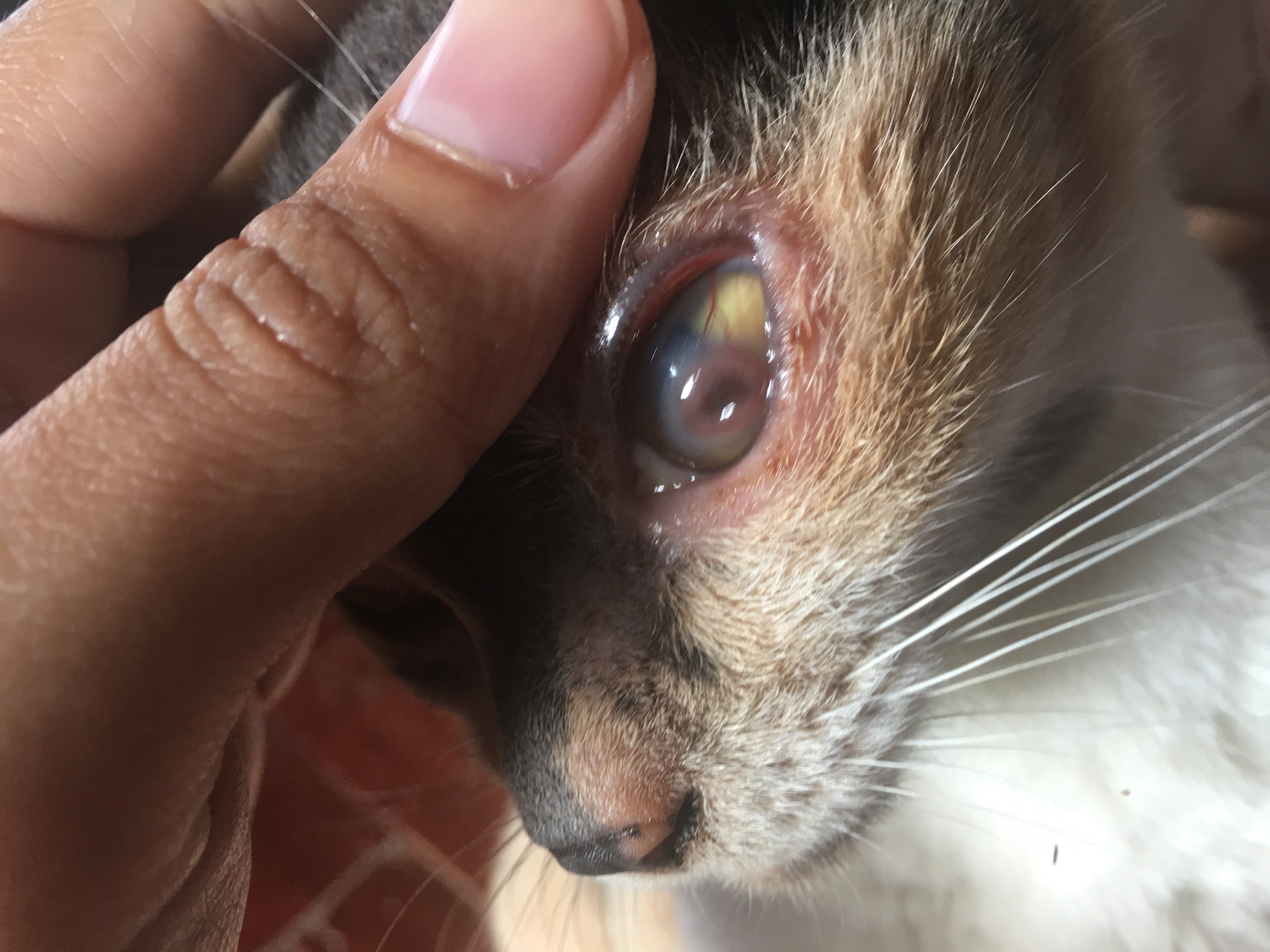 แมวที่บ้านตาเป็นไรไม่รู้คะ สงสารเเมวมาก. เเถวบ้านไม่มีสัตวเเพทย์ สามารถรักษาเบื้องต้นยังไรได้บ้างคะ 