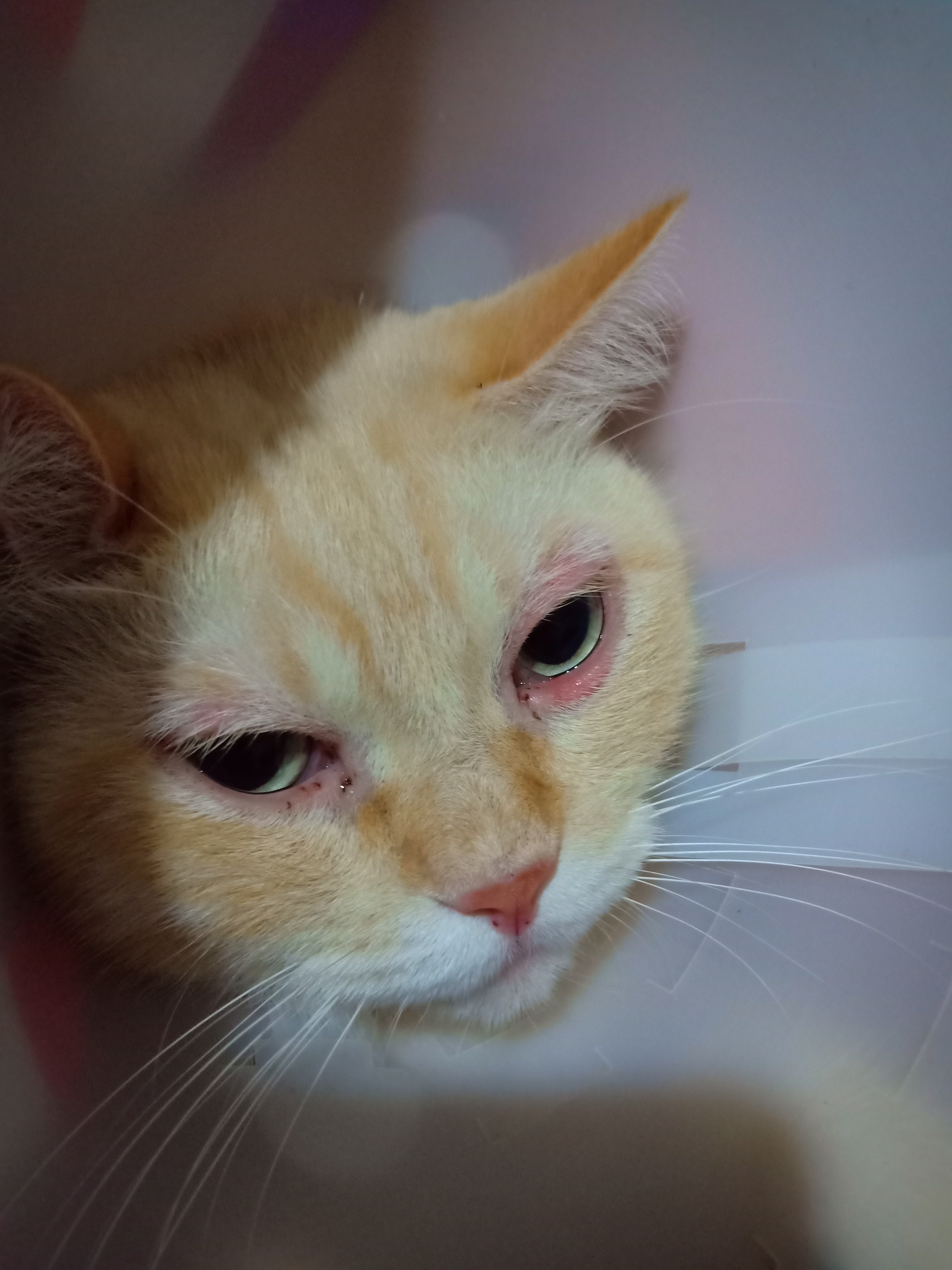 แมวมีอาการ ตาบวมแดงมีน้ำตาไหลค่ะ 