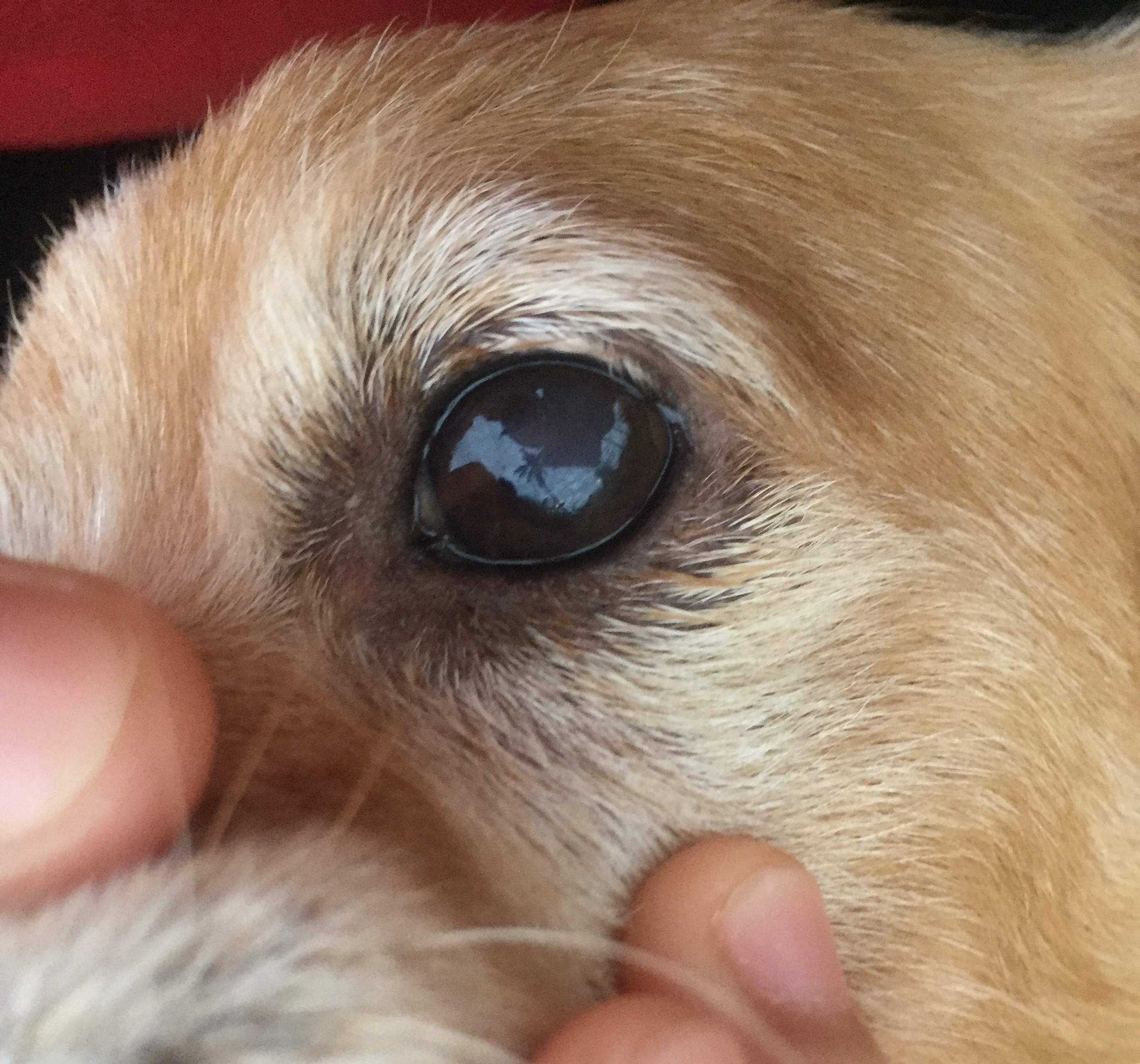 สุนัขที่บ้านอายุประมาณ 5-6 ขวบแล้ว มีฝ้าขาวๆที่ตาด้านซ้ายค่ะ
