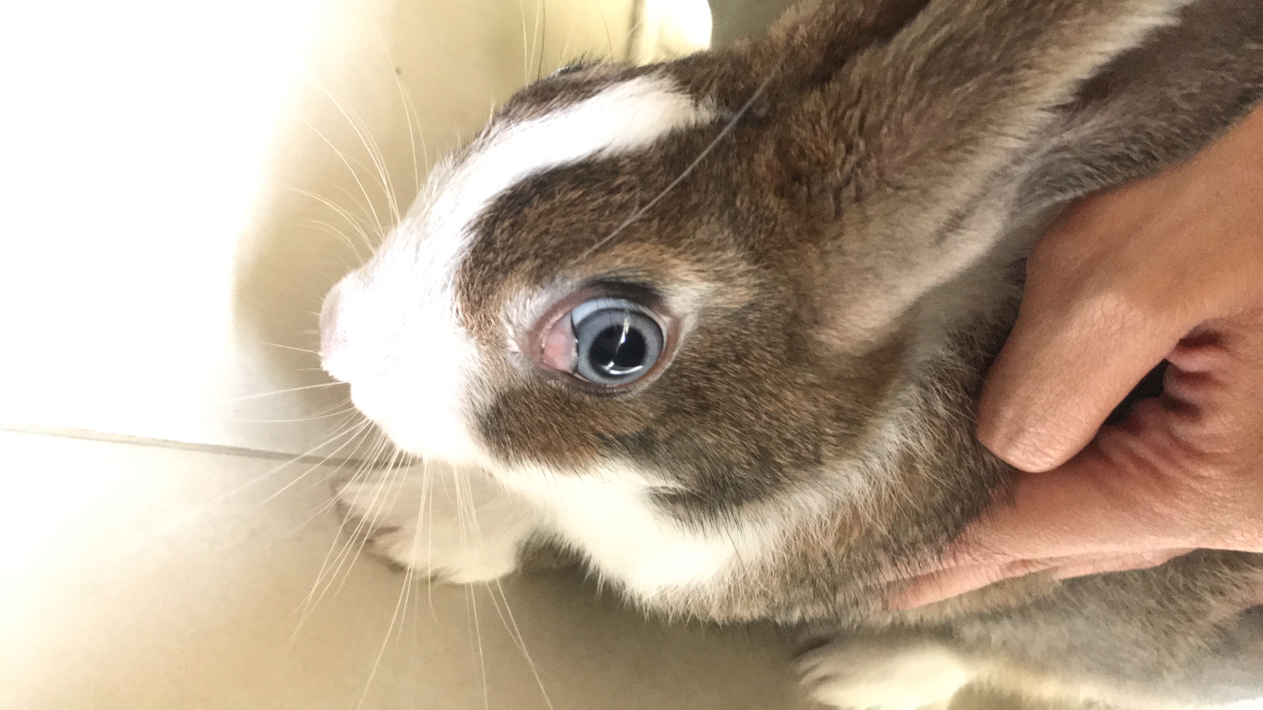 กระต่ายตาบวม มีเนื้อปูดออกมาทั้ง2ข้าง น้องเป็นอะไรครับ