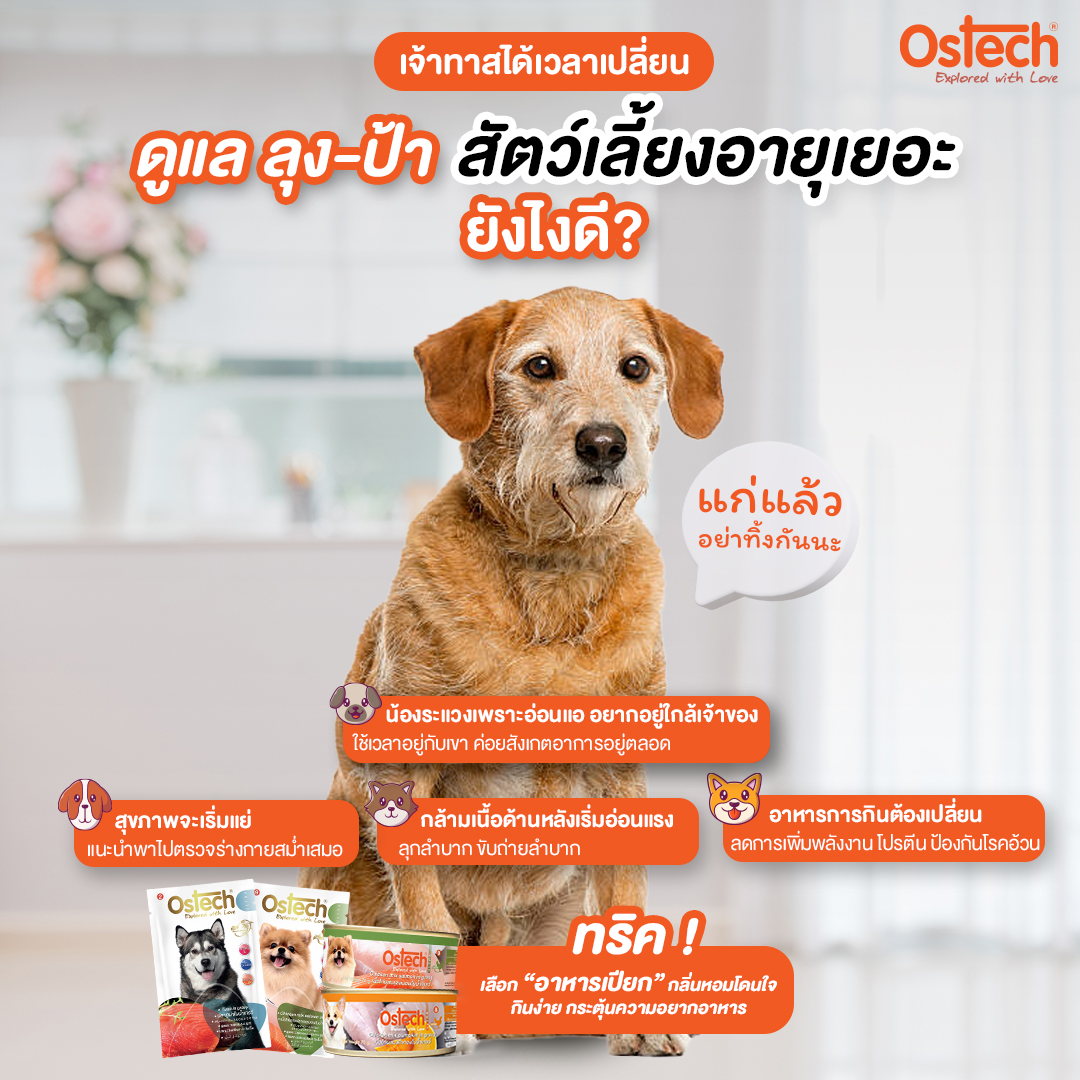 สัตว์เลี้ยงเริ่มแก่ เจ้าทาสจะมีวิธีดูแลยังไง? สัตว์เลี้ยงเริ่มแก่ เจ้าทาสจะมีวิธีดูแลยังไง?