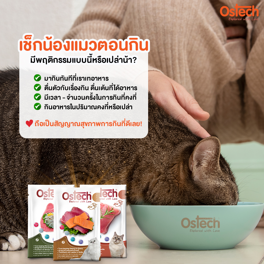 เช็กหน่อย น้องแมวตอนกินมีพฤติกรรมแบบนี้หรือเปล่านี้ เช็กหน่อย น้องแมวตอนกินมีพฤติกรรมแบบนี้หรือเปล่านี้