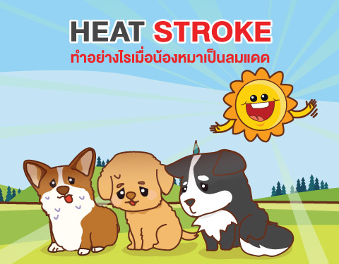 Heat Stroke เมื่อสัตว์เลี้ยงเป็นลมแดด วิธีจัดการกับภัยร้ายที่มากับอากาศร้อน
