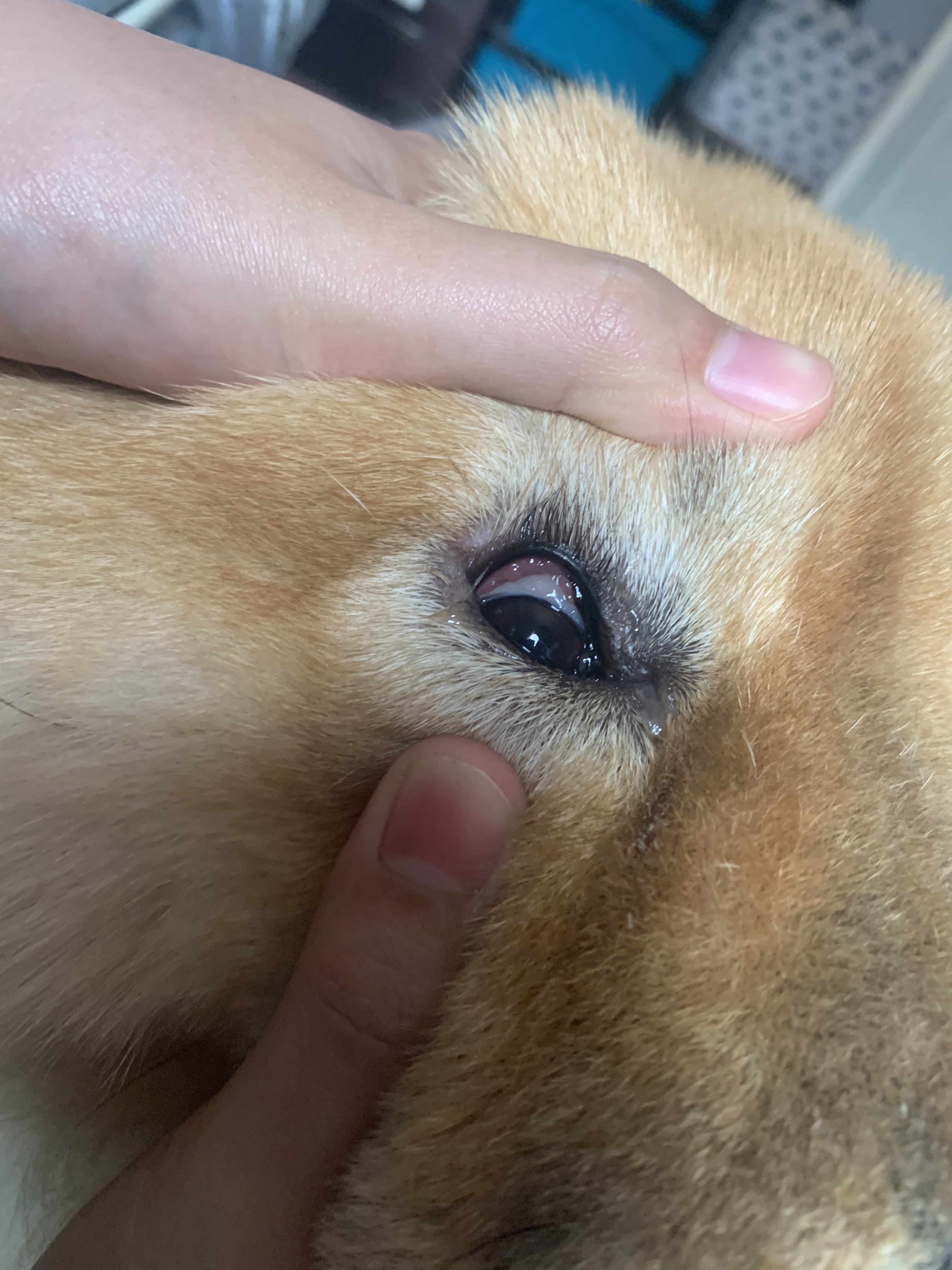 มีปัญหาเรื่อง ดวงตา ของสุนัข
