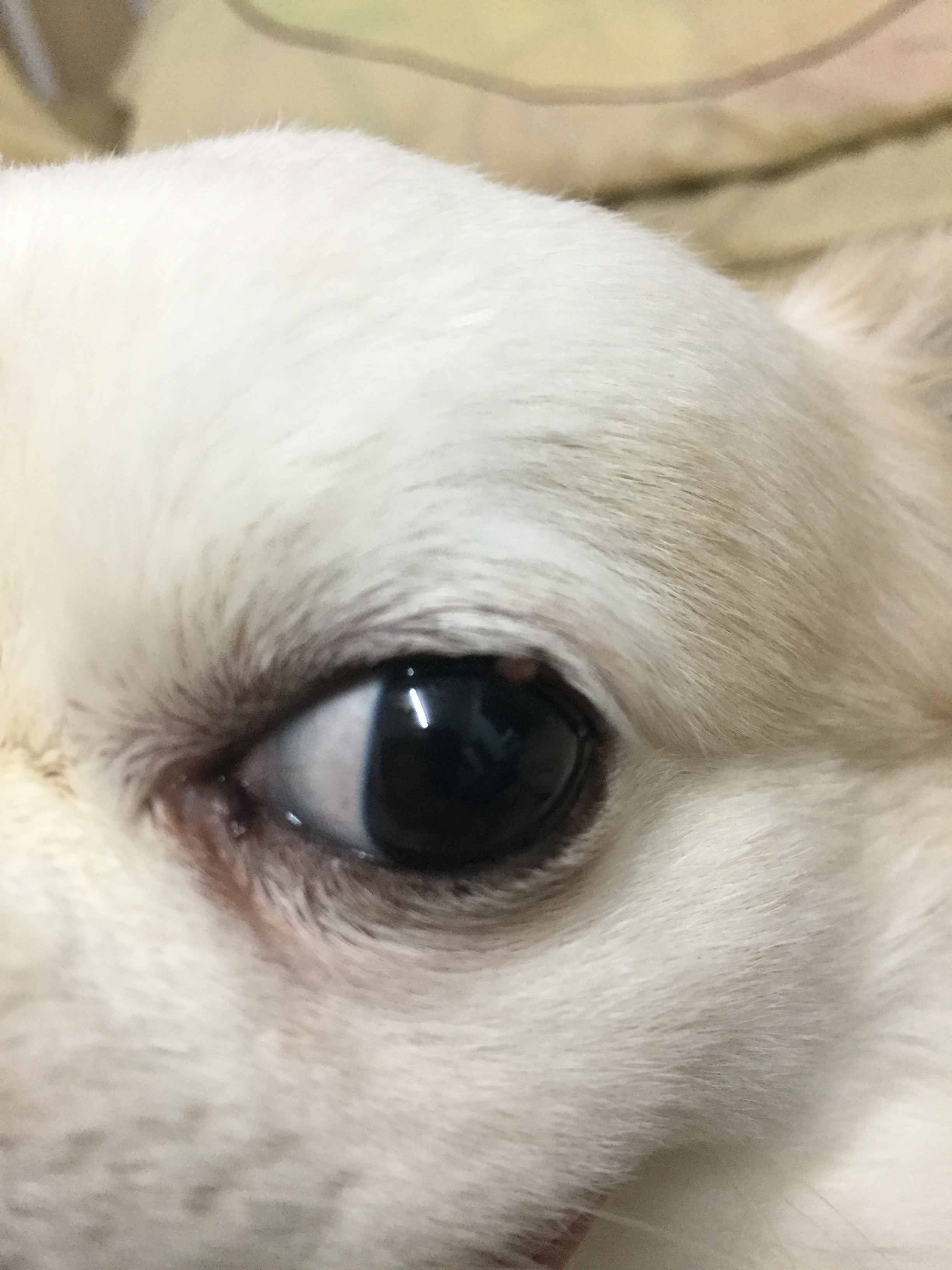 น้องหมามีติ่งเนื้อที่เปลือกตา