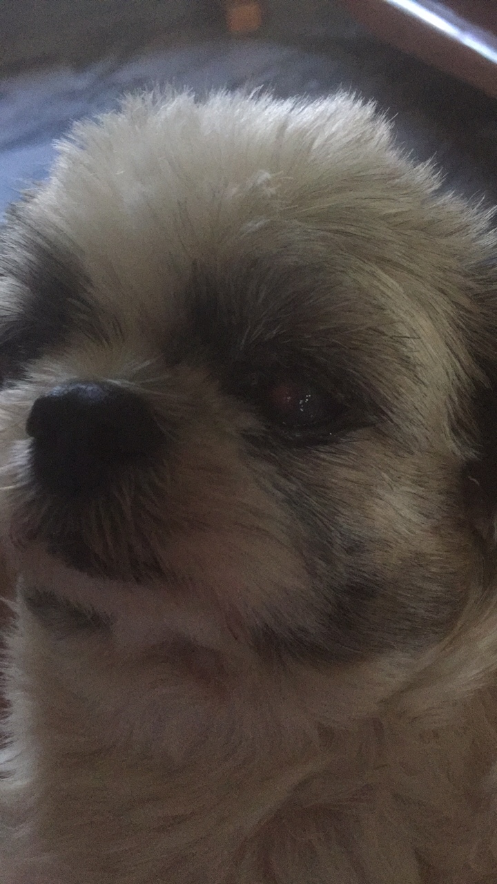 สุนัขอายุ8ปี มีอาการตุ่มสีแดงขึ้นที่ตา
