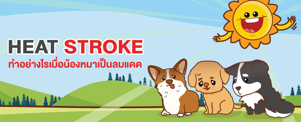 Heat Stroke เมื่อสัตว์เลี้ยงเป็นลมแดด วิธีจัดการกับภัยร้ายที่มากับอากาศร้อน