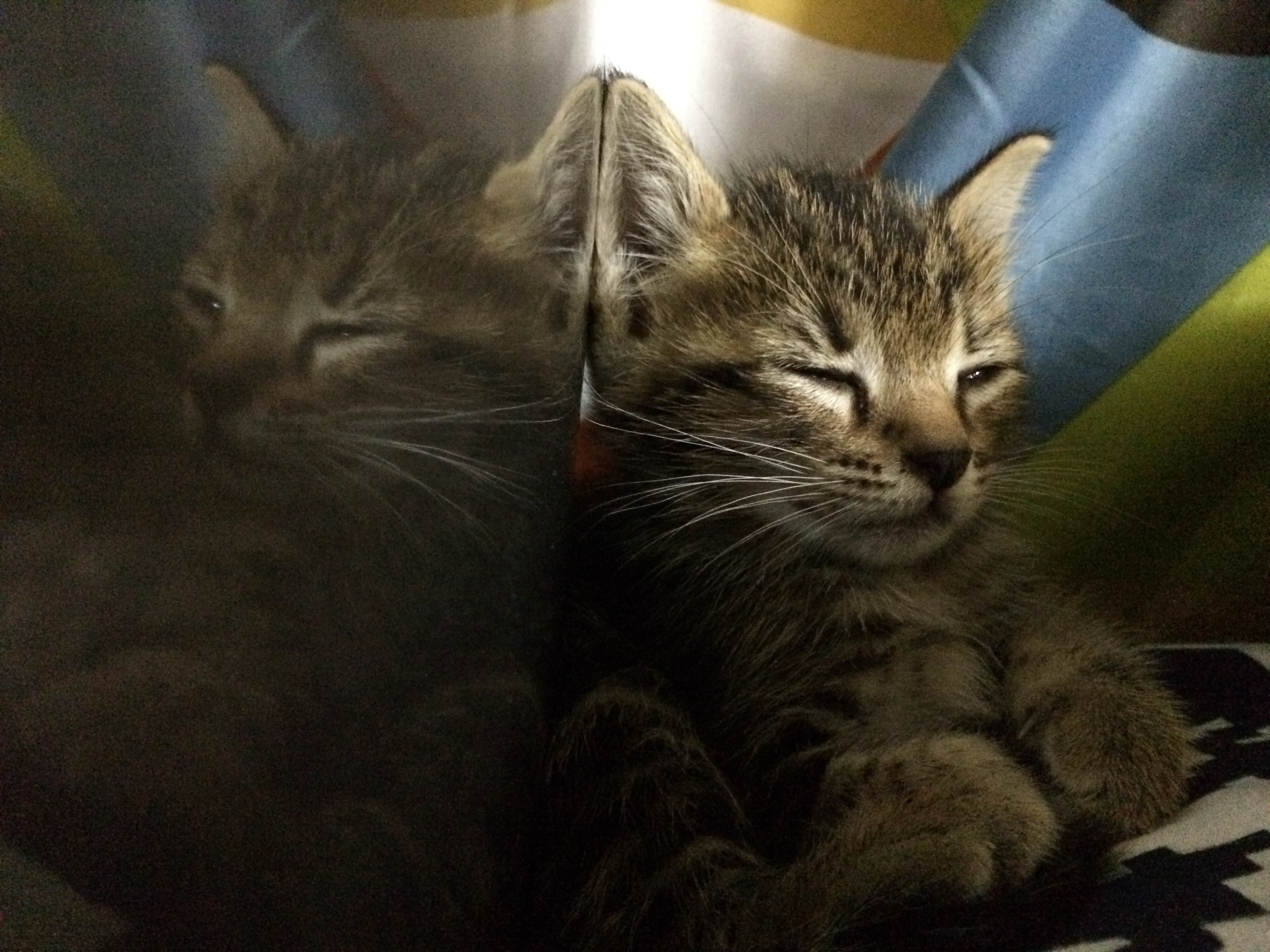 ลูกแมว1เดือน นอนไม่หลับตา เหมือนตาค้าง