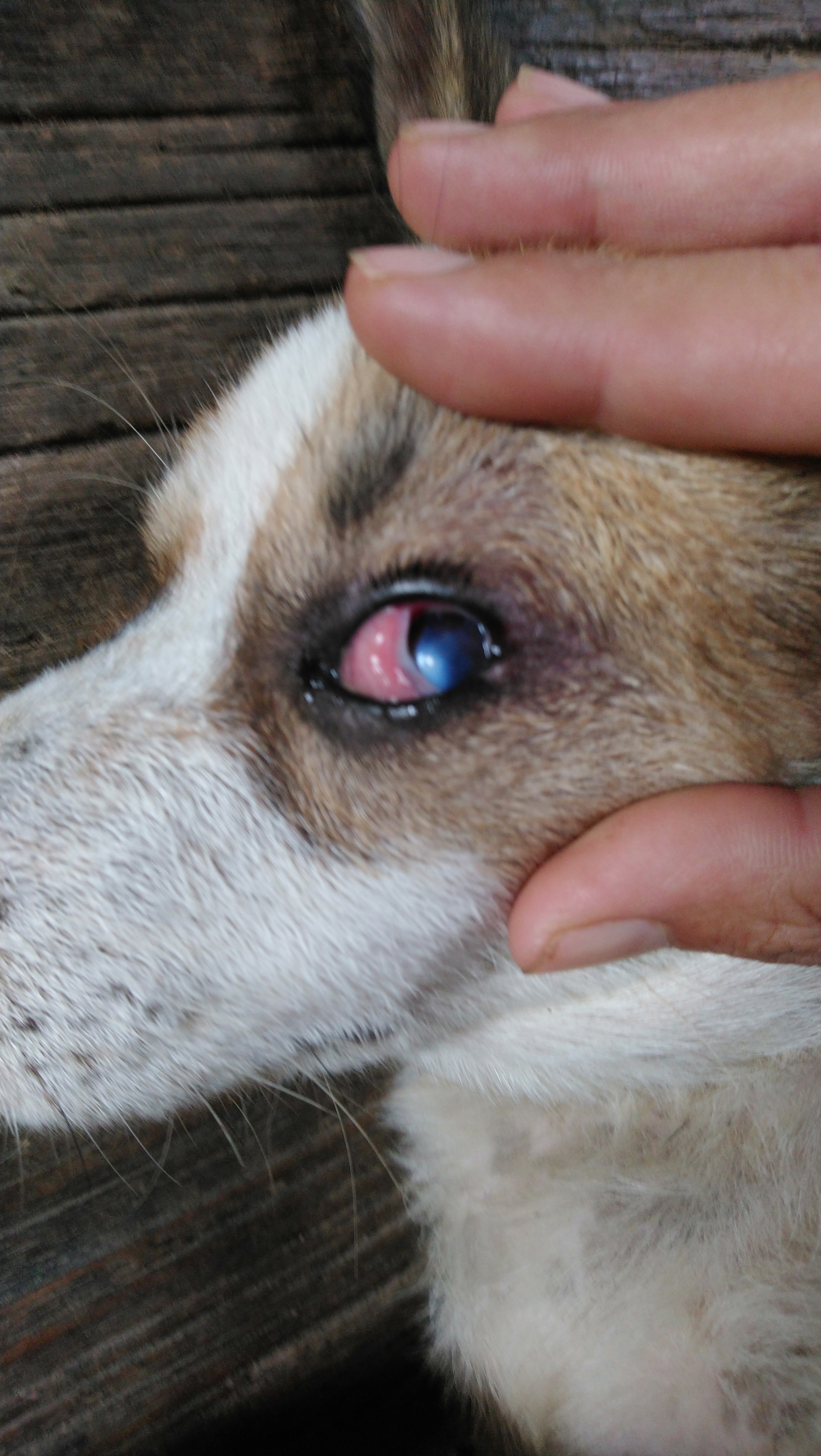สุนัข​มีดวงตาขาวแดง​และขุ่นใส