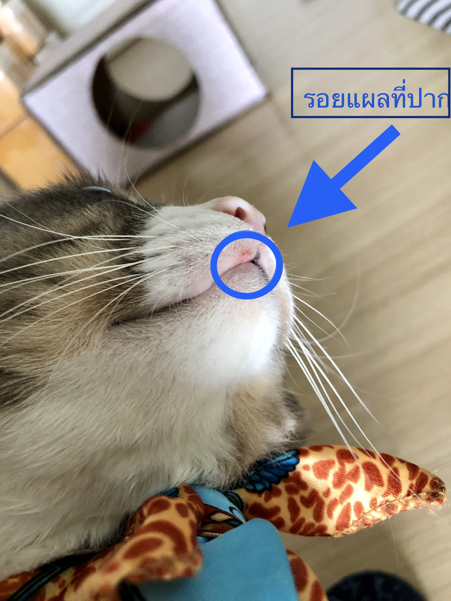 จู่ๆน้องแมวก็มีแผลที่ปาก อยากทราบว่าอาการแบบนี้อันตรายต่อน้องแมวไหมคะ