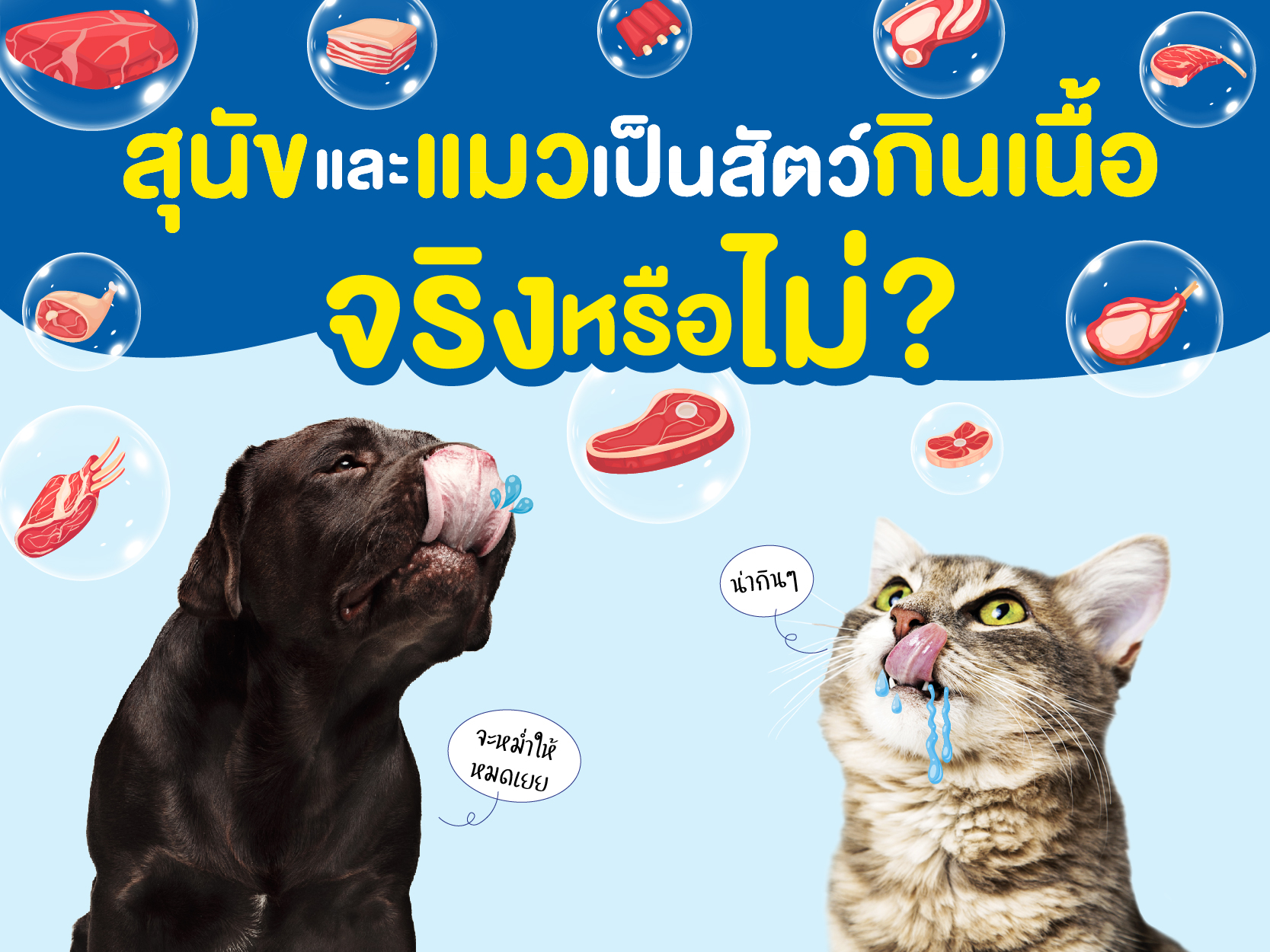 สุนัขและแมว เป็นสัตว์กินเนื้อ จริงหรือไม่ ?