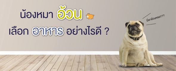 น้องหมาอ้วนเลือกอาหารอย่างไรดี ?