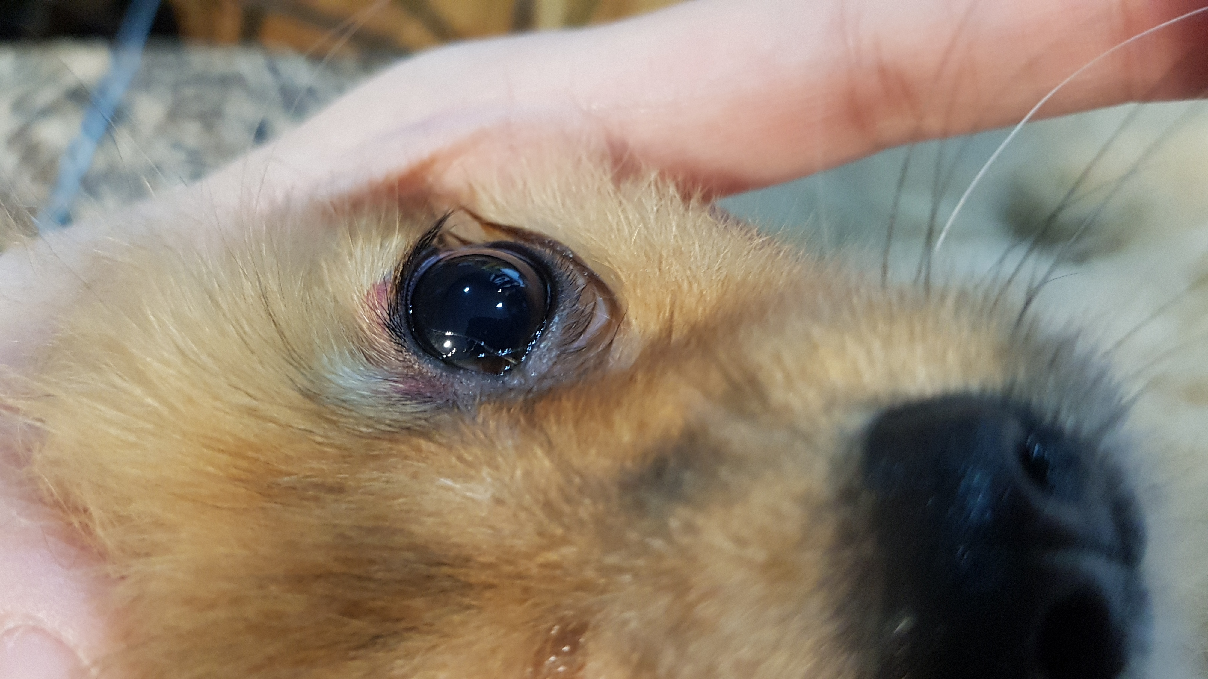 น้องหมามีรอยแดงตรงเปลือกตาคะ