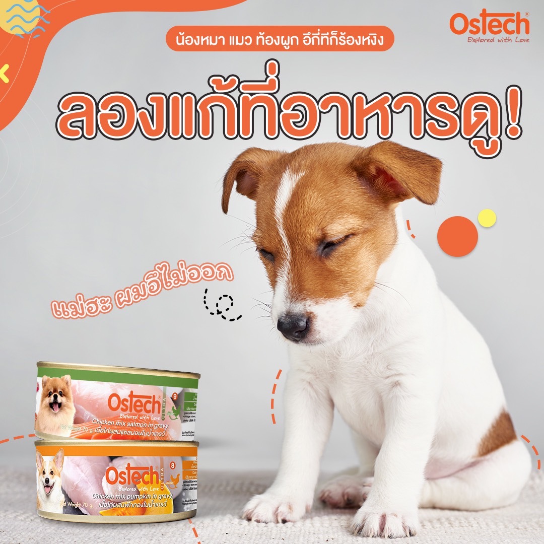 หมา แมว ท้องถูก ท้องเสีย มีปัญหาขับถ่าย ต้องแก้ยังไง? หมา แมว ท้องถูก ท้องเสีย มีปัญหาขับถ่าย ต้องแก้ยังไง?