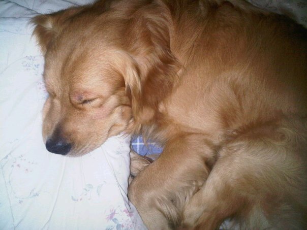 ปกติให้น้องหมานอนในห้องแอร์ที่อุณหภูมิประมาณ 23 องศา เราควรต้องห่มผ้าห่มให้น้องหมาด้วยไหมคะ