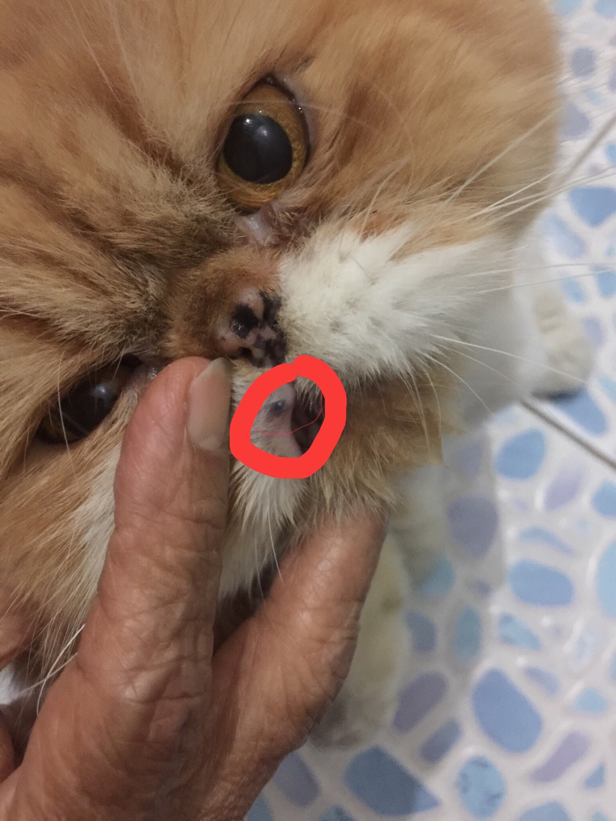 น้องแมวมีตุ่มขึ้นที่ปาก 