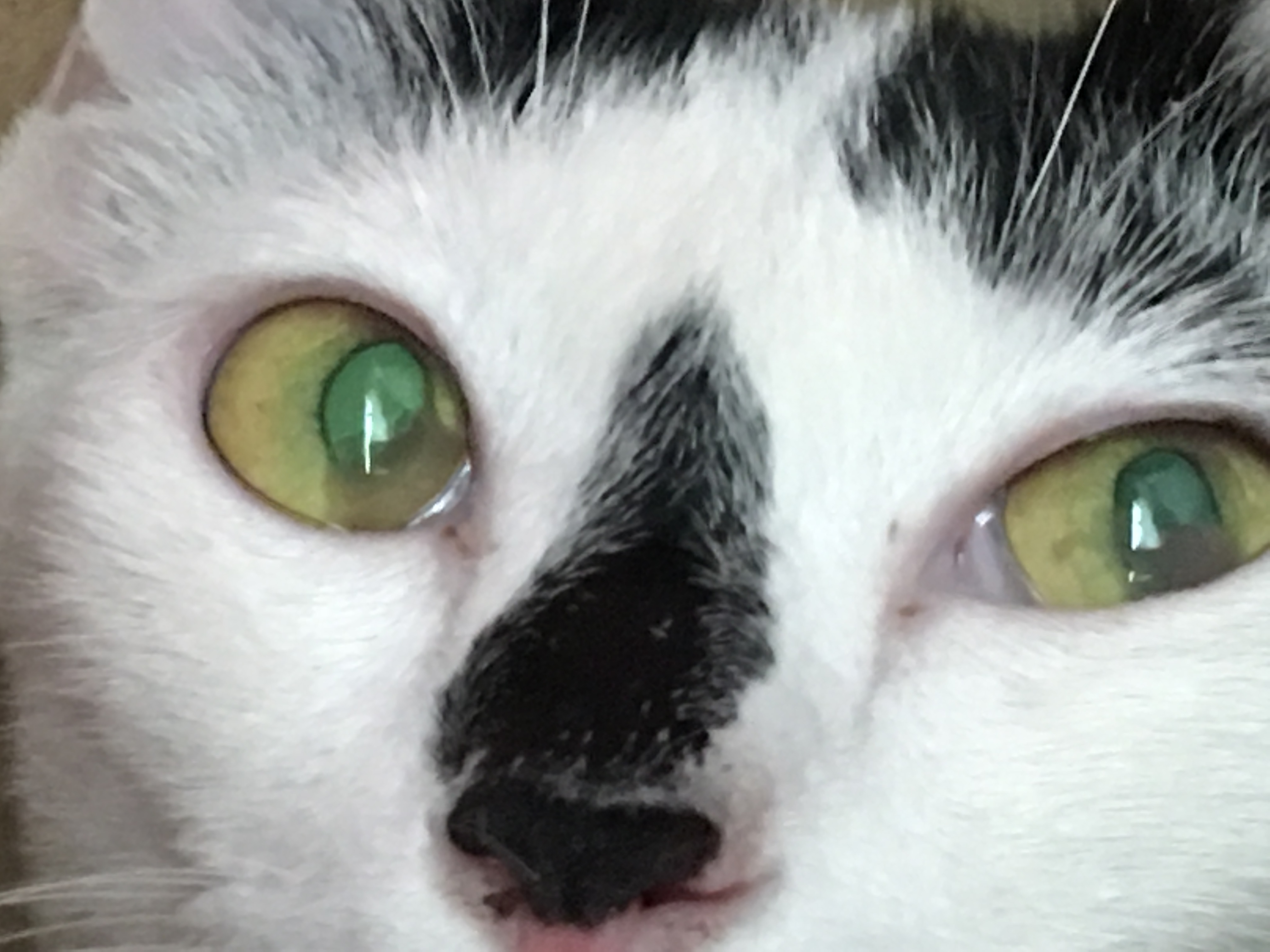 อยู่ๆตาแมวก็มีลักษณะแบบนี้ค่ะ ไม่ทราบว่าเป็นโรคร้ายแรงอะไรมั้ยคะ