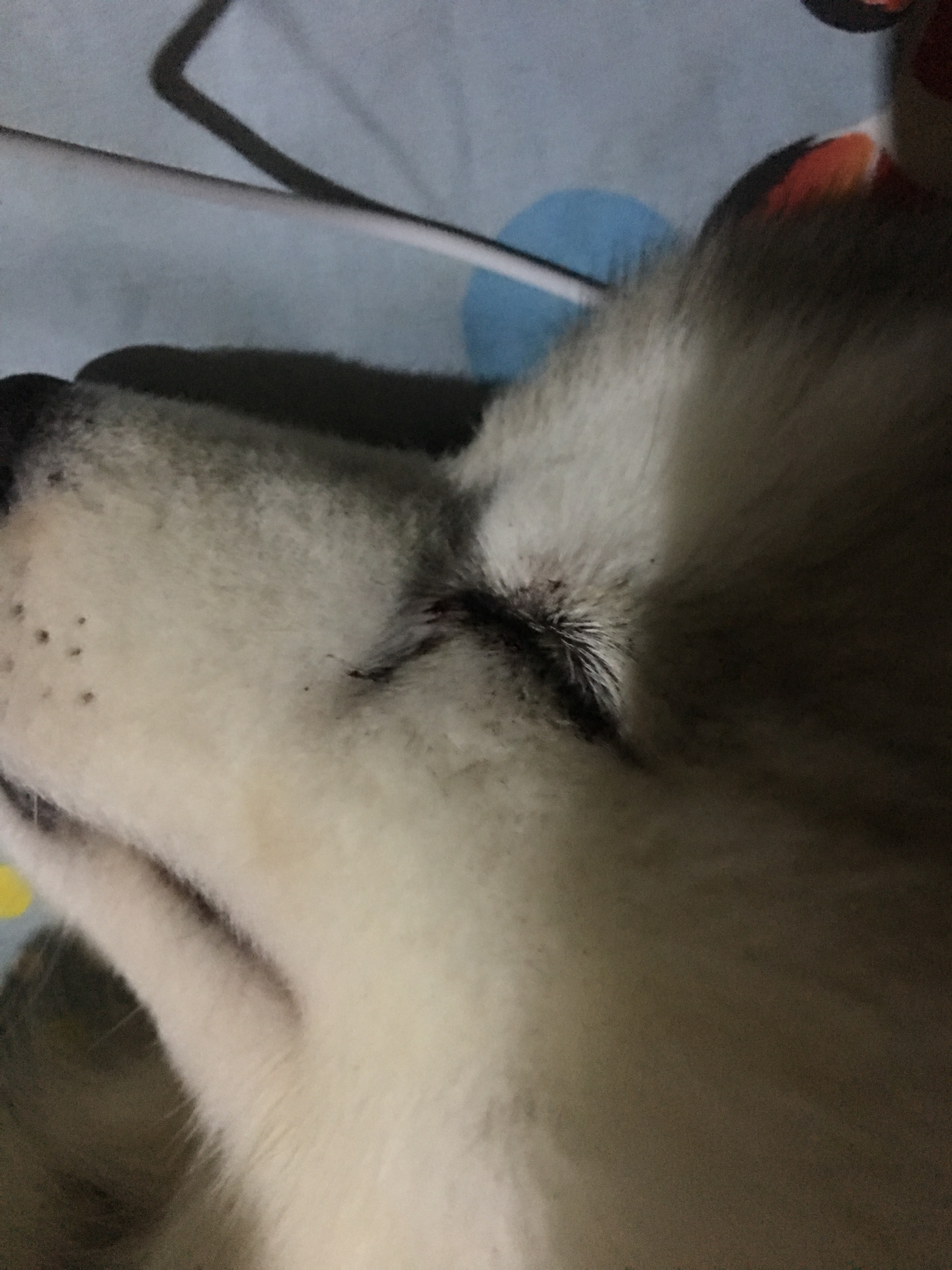 ช่วยด้วยค่ะน้องหมามีเลือดออกจากตา อายุแค่2เดือน