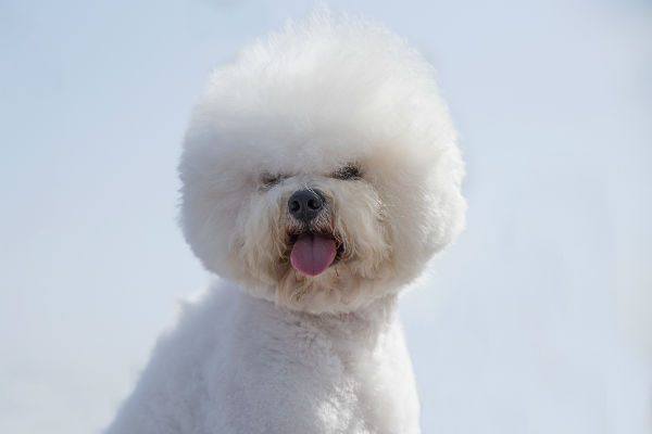 bichon_tear_stain_article.jpg