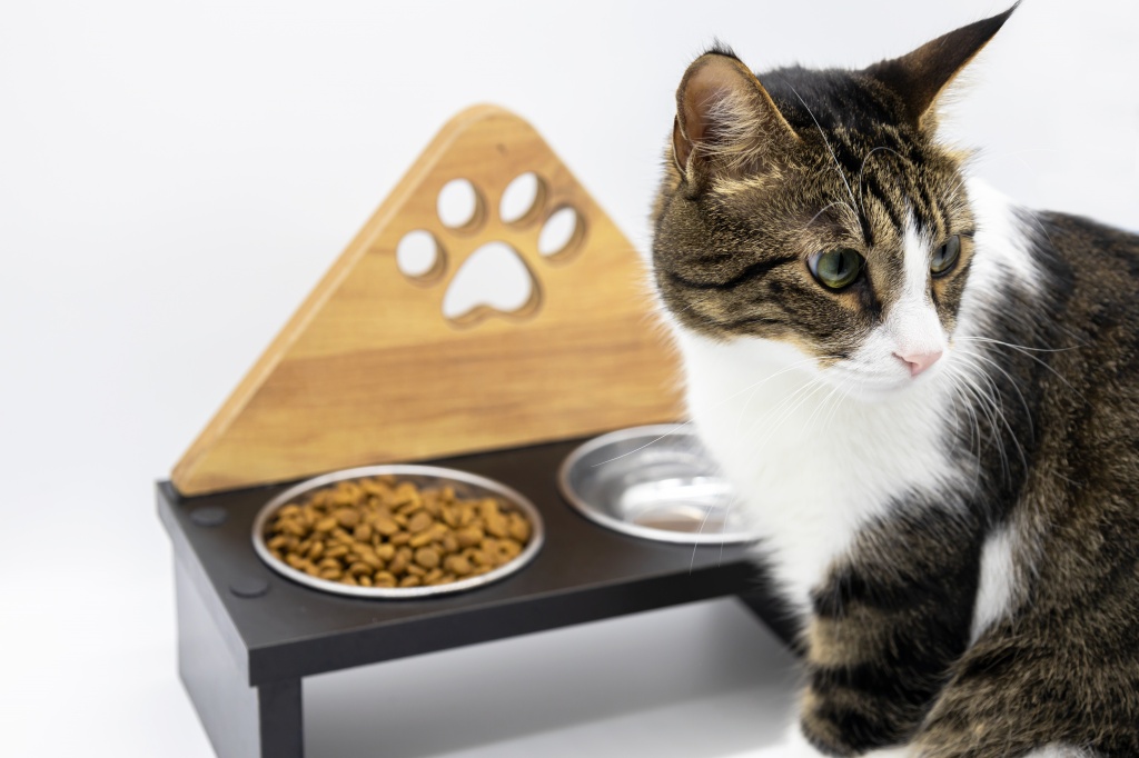vecteezy_tabby-cute-cat-eating-food-on-white-background-close-up-cat_9171645.jpg
